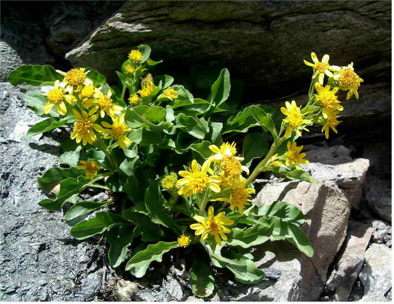 senecio? no Solidago virgaurea